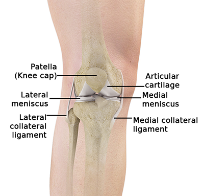 Anatomy of the Knee